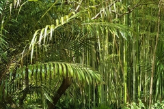 Bambu-forest